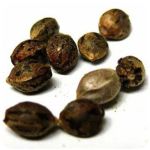 Семена марихуаны АК-47  (Seeds AK-47) в Кораблино